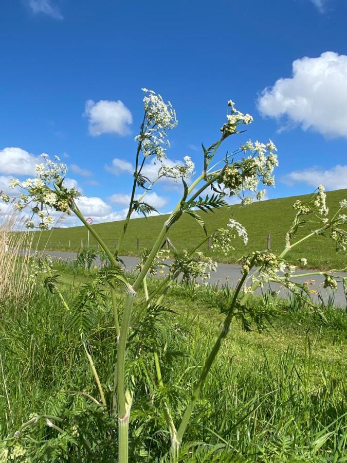 Gut Gross Fedderwarden, Ferienwohnung Mettje Butjadingen Exteriér fotografie
